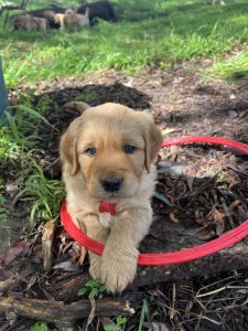 Golden Retriever – Melbourne