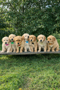 Golden Retriever – Melbourne