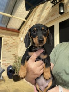 Miniature Dachshund – Prestons