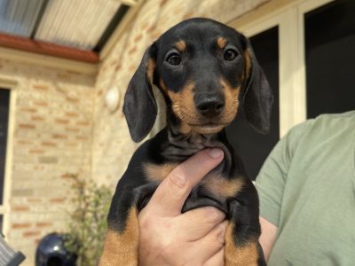 Miniature Dachshund – Prestons