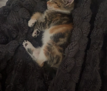 Other Cats – Liverpool