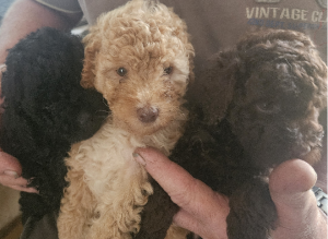 Toy Poodle – Coondle