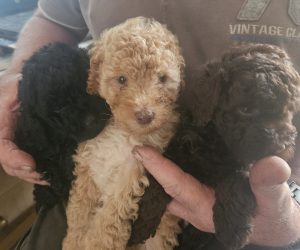 Toy Poodle – Coondle