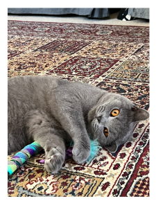 British Shorthair – Southport