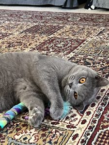 British Shorthair – Southport