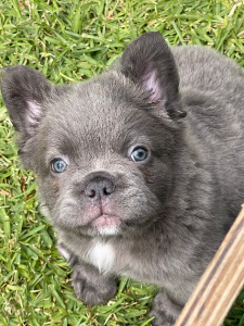 French Bulldog – Cowaramup