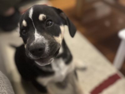 French Bulldog – Montagu Bay