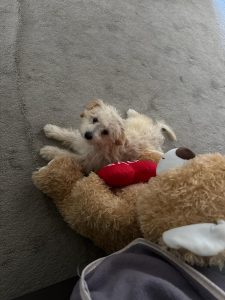 Toy Poodle – Auburn