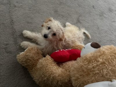 Toy Poodle – Auburn