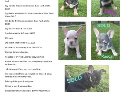 French Bulldog – Heritage Park