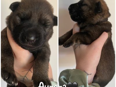 German Shepherd – Cowra