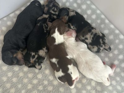 Dachshund – Port Macquarie