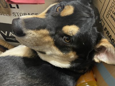 Australian Kelpie – Mannum