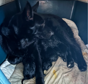 German Shepherd – Lake Clifton