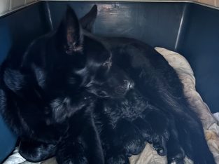 German Shepherd – Lake Clifton