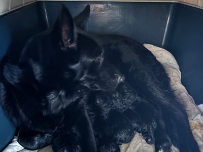 German Shepherd – Lake Clifton