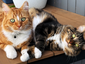 Domestic Medium Hair (DMH) – Tarragindi