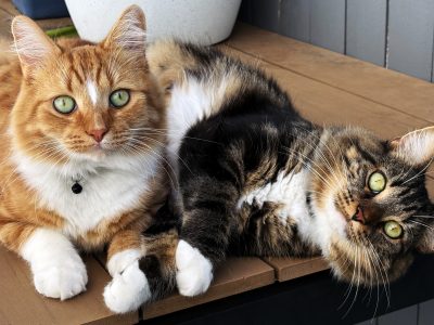 Domestic Medium Hair (DMH) – Tarragindi