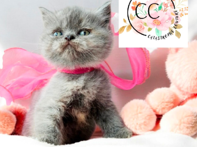 British Shorthair – CC