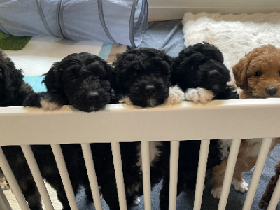 Bordoodle – Rostrevor