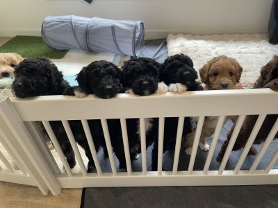 Bordoodle – Rostrevor