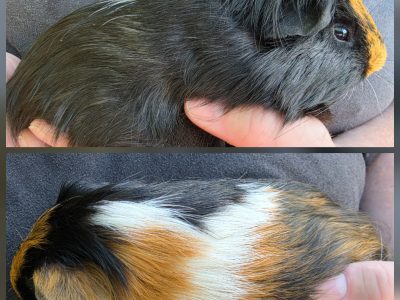 Guinea Pig – Melton