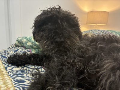 Affenpinscher – Blackheath