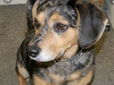 Dachshund – Clifton Grove