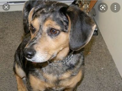 Dachshund – Clifton Grove