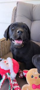 Labrador Retriever – Tamworth