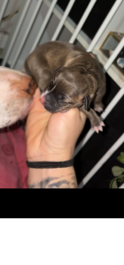 American Staffordshire Bull Terrier – Mudgee