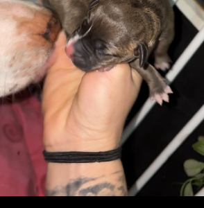 American Staffordshire Bull Terrier – Mudgee