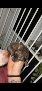 American Staffordshire Bull Terrier – Mudgee