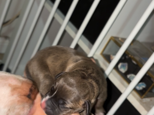 American Staffordshire Bull Terrier – Mudgee