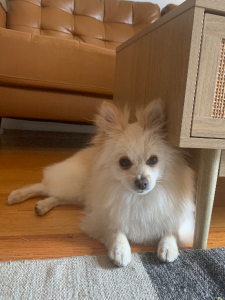 Pomeranian – Rippleside