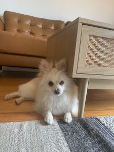 Pomeranian – Rippleside