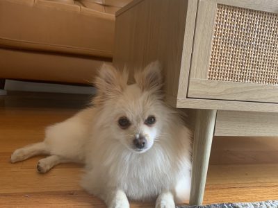 Pomeranian – Rippleside