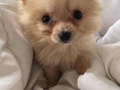 Pomeranian – Blacktown