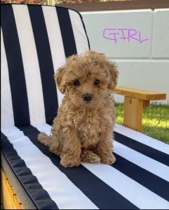 Cavoodle – Labrador