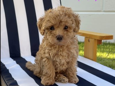 Cavoodle – Labrador