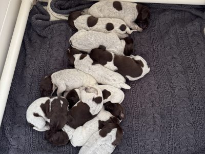 German Shorthaired Pointer – Wodonga