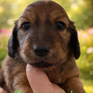 Miniature Dachshund – Isabel Dashchunds and OOdles