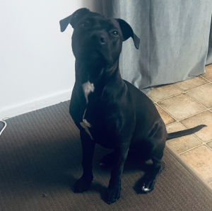 American Staffordshire Bull Terrier – Kallangur