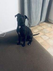 American Staffordshire Bull Terrier – Kallangur