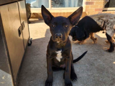 Australian Kelpie – Tamworth