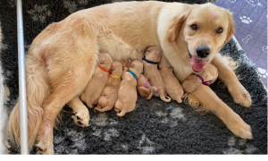 Golden Retriever – Rowville