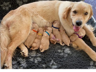 Golden Retriever – Rowville