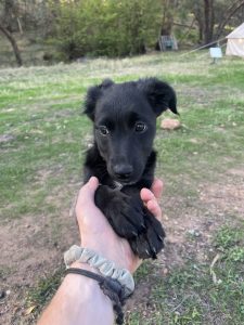 Australian Kelpie – Warradale
