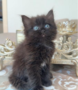 Ragdoll – Warwick Farm