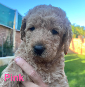 Labradoodle – Noranda